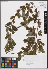 Foto von Salix aurita L.